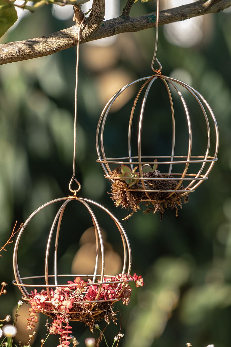 bird feeder, hoop, basket, rust, bluebird, animal, blue jay HD wallpaper
