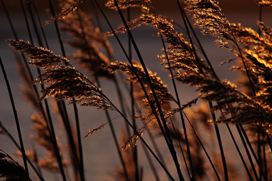 sunset, evening sun, reed, shining, nature, mood, sunlight HD wallpaper