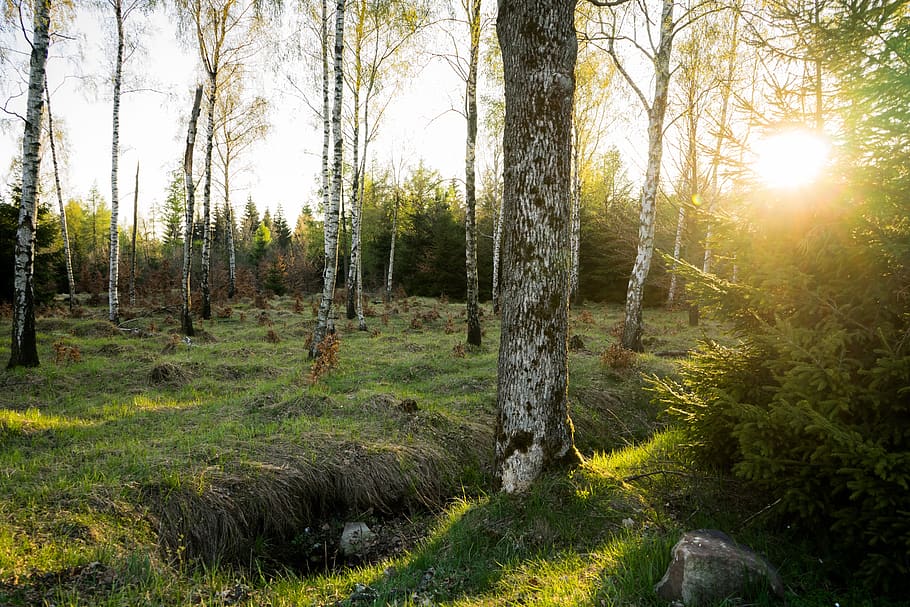 spring, sun, forest, landscape, nature, easter, light, plant HD wallpaper