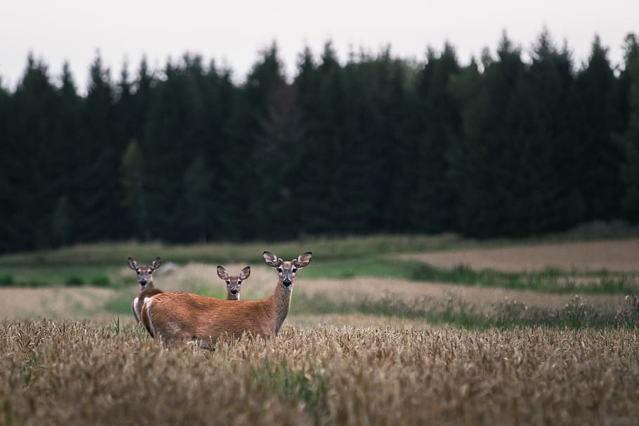 three brown deer on grass field, mammal, wildlife, animal, finland HD wallpaper