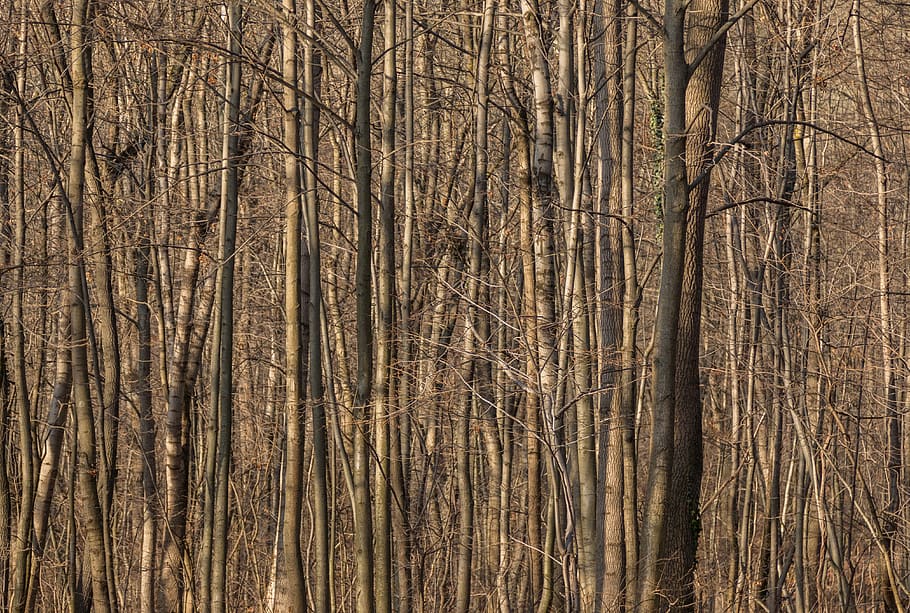 forest, autumn, tree trunks, nature, trees, plant, land, no people HD wallpaper
