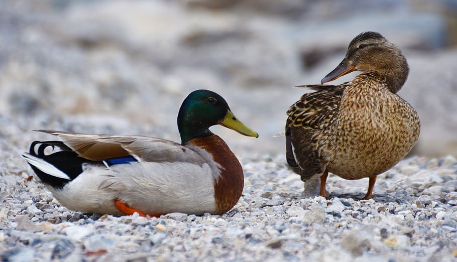 Mallard Duck and Brown Duck Standing on the Stone during Daytime HD wallpaper