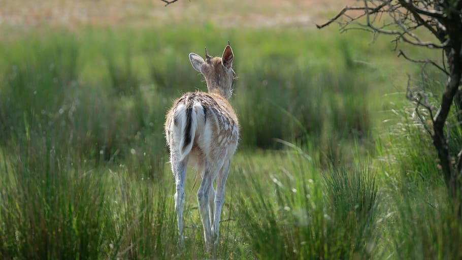 netherlands, zandvoort, animal wildlife, one animal, animals in the wild, HD wallpaper