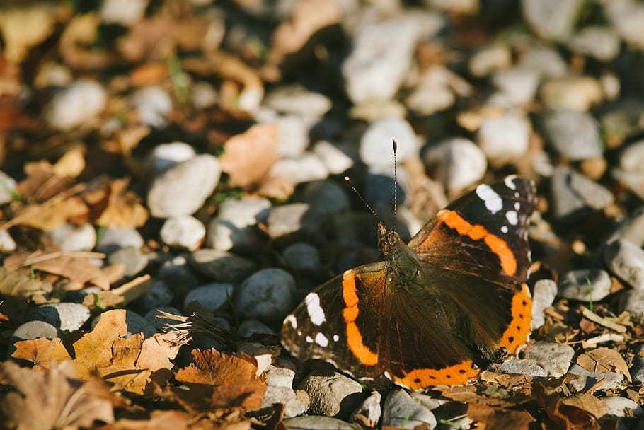 italy, florence, leaf, plant part, nature, animals in the wild HD wallpaper
