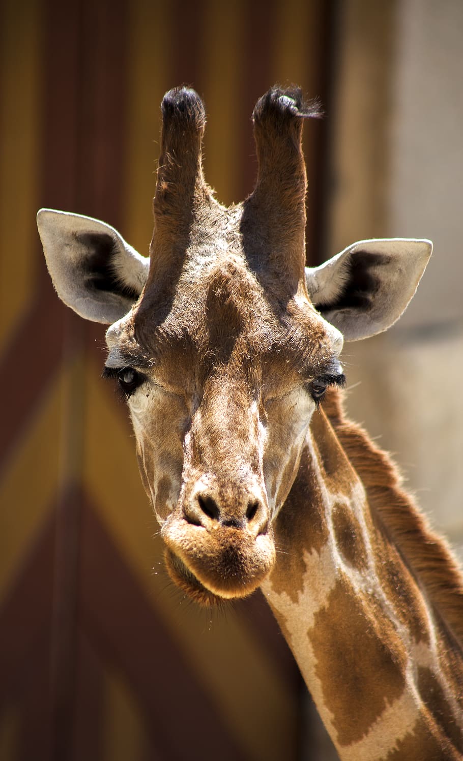 close-up photography of Giraffe during daytime, animal, mammal, HD wallpaper