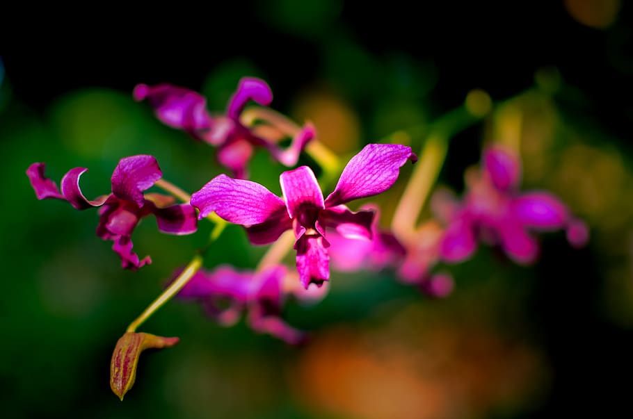orchids, flaunted, background, close-up, color, nice, beautiful flowers HD wallpaper