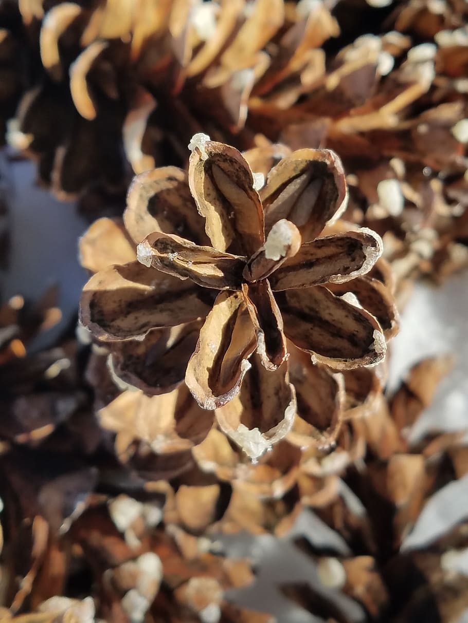 pine cone, pinecone, snowy, winter, natural, perspective, cold HD wallpaper