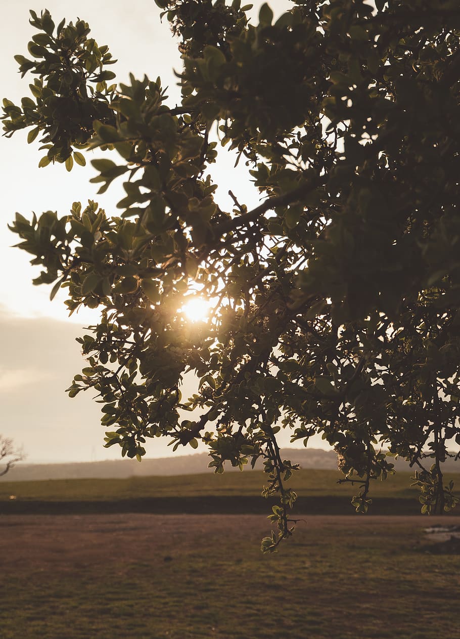 flare, light, sunlight, plant, tree, nature, tree trunk, outdoors HD wallpaper