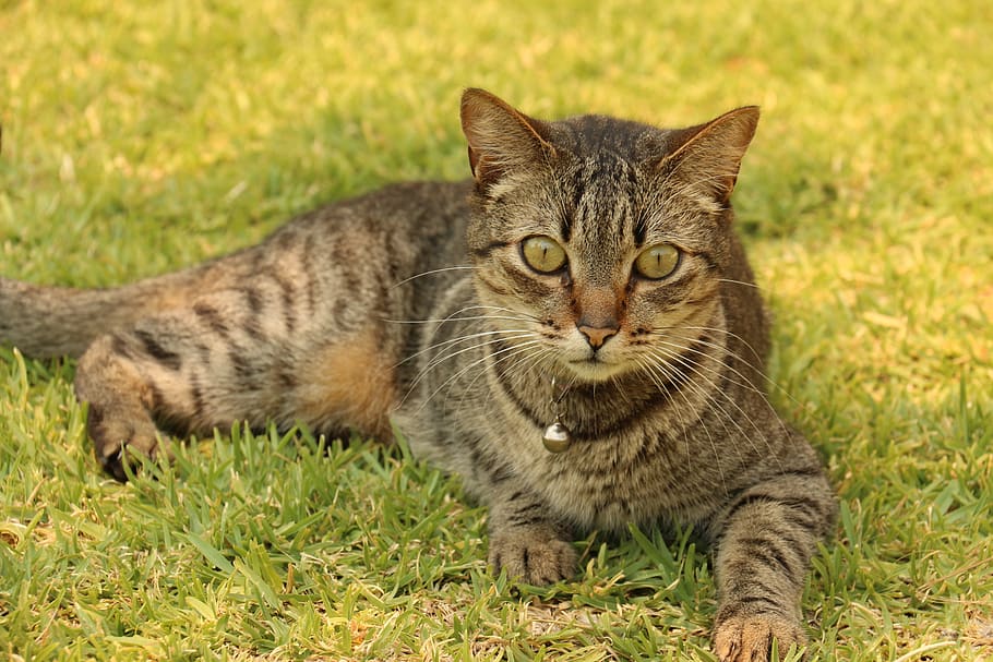 Brown Tabby Cat on Top of Green Grass Field, adorable, animal