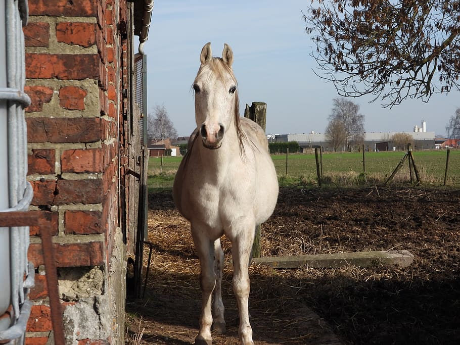 horse, white, raphi, wall, lebizet, belgium, olijoss, domestic HD wallpaper