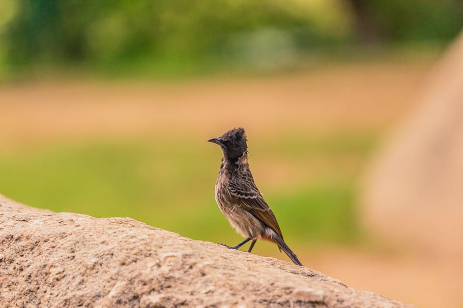 bird, small bird, beak, eye, rock, animal themes, animal wildlife HD wallpaper