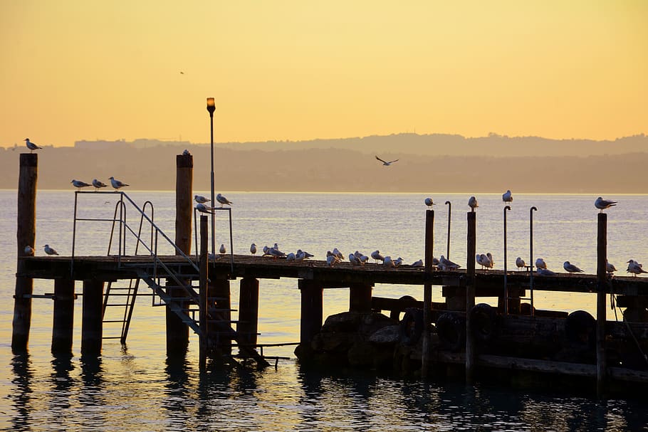 seagulls, rest, jetty, water, lake, garda, sirmione, italy HD wallpaper