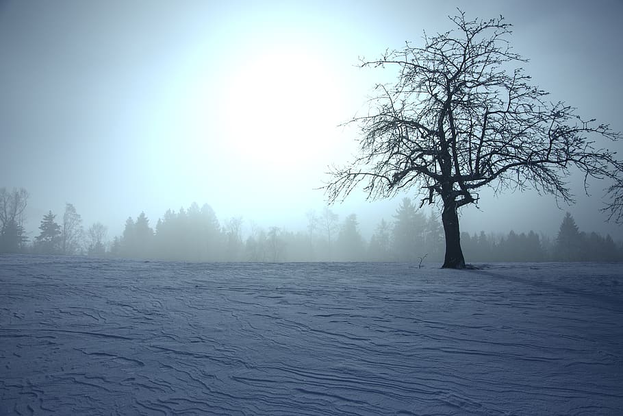 bare tree on snow field during daytime, plant, flora, sunlight HD wallpaper