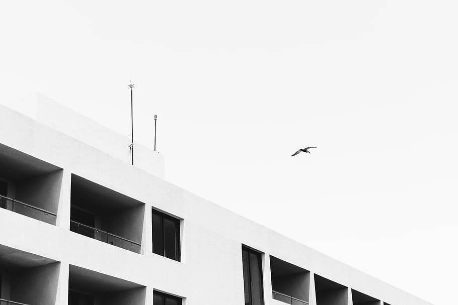 black bird under white clouds, vertebrate, built structure, architecture HD wallpaper