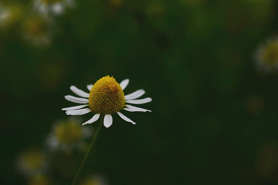 Selective Focus Photography of White Petaled Flower, background HD wallpaper