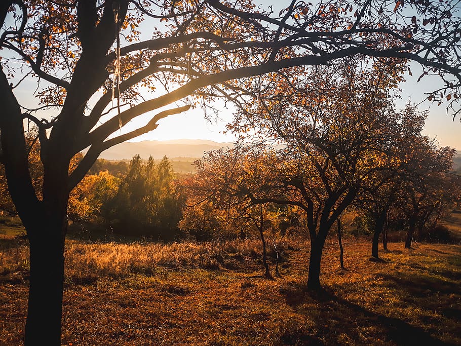 Several Brown Leafed Trees, backlit, branches, dawn, gold, golden yellow HD wallpaper
