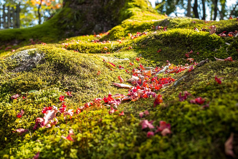 tree, forest, green, moss, macro, close up, nature, fresh, red, HD wallpaper