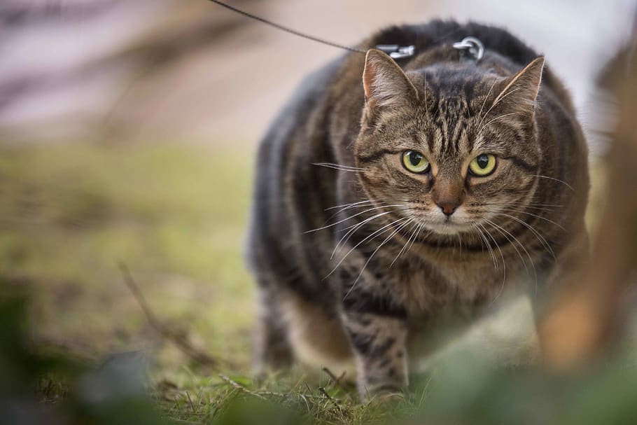 cat, walk, fat cat, moggy, outdoors, spring, photography, pet