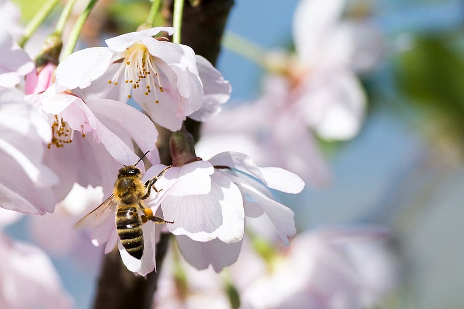 Brown Bee on Pink Flower, bloom, blossom, blur, bright, close-up HD wallpaper
