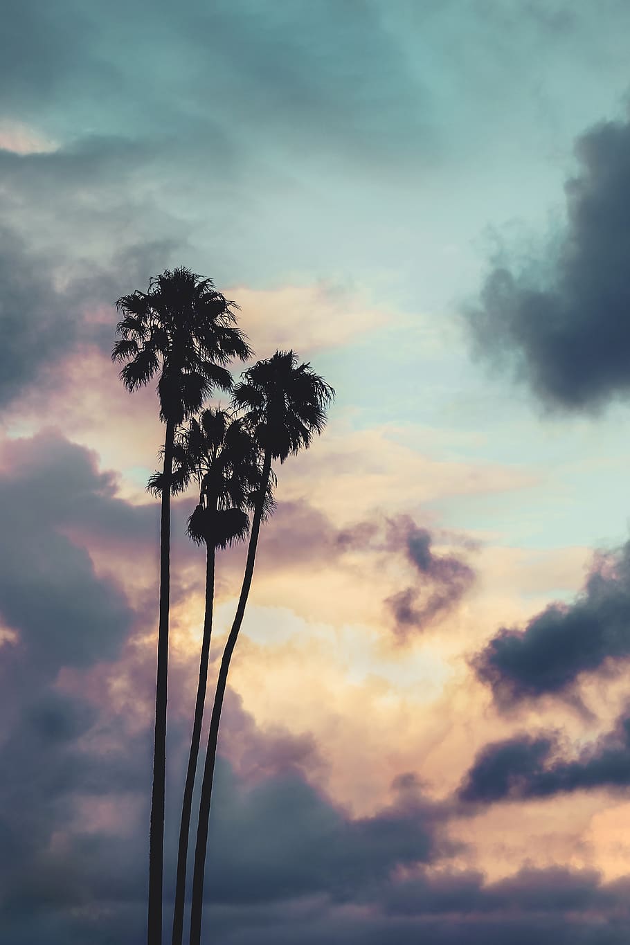 Silhouette Of Palm Trees, backlit, clouds, dawn, heaven, nature HD wallpaper