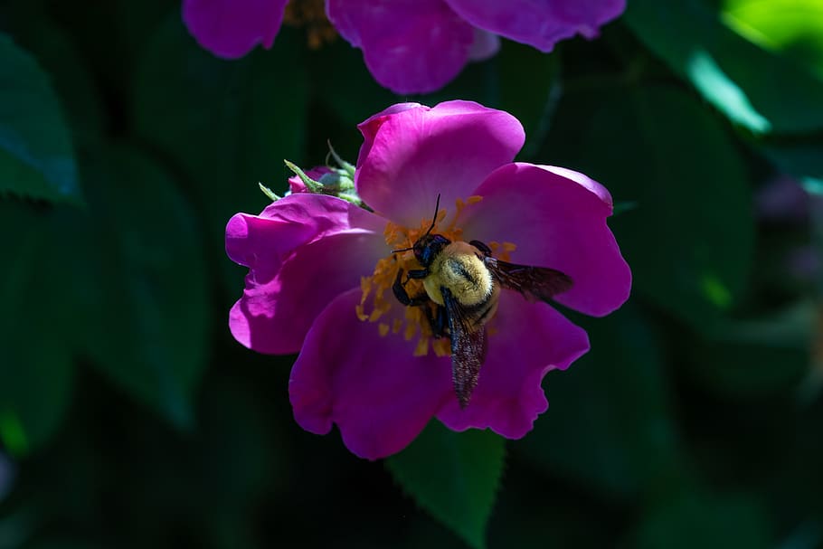 flower, flowers, bumble, bee, nature, outside, summer, flowering plant HD wallpaper