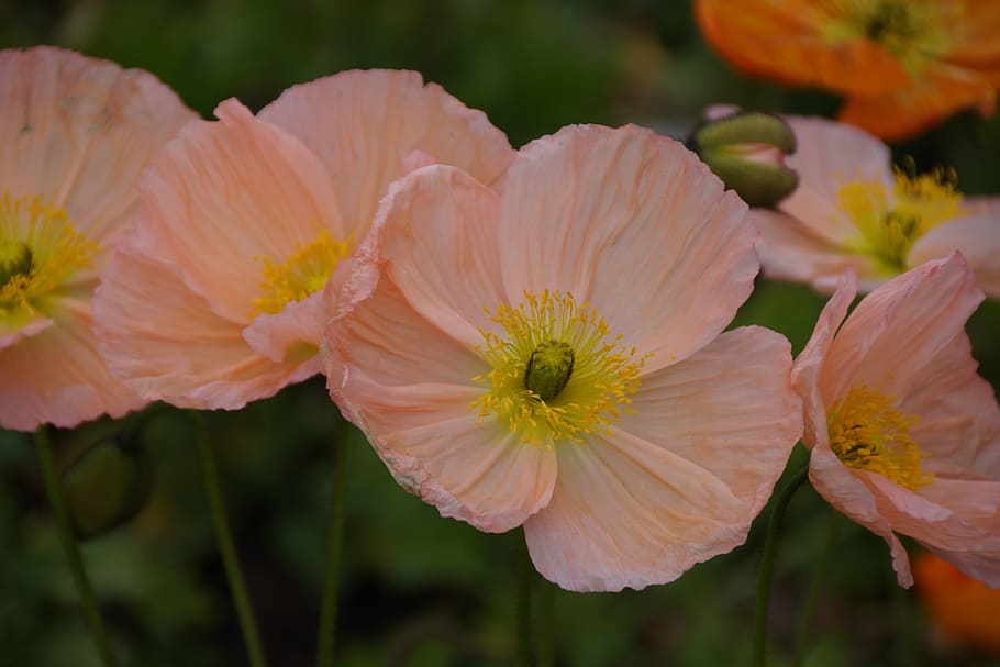 soft, delicate, pink, flowers, poppies, flowering plant, fragility HD wallpaper