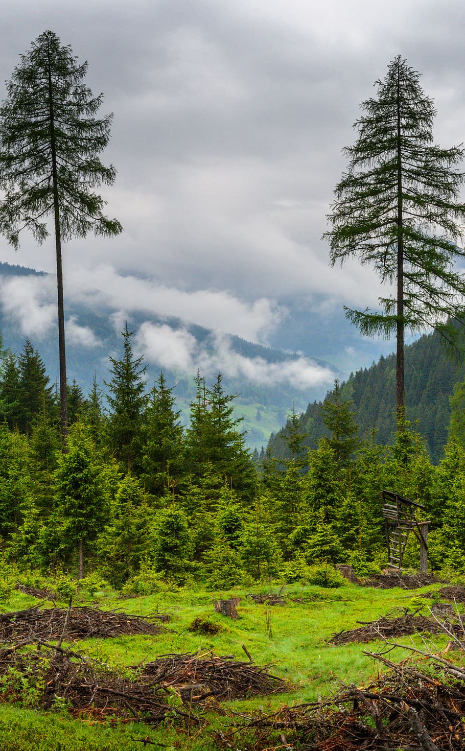 austria, badgastein, trees, forest, mountain, cloud, plant HD wallpaper