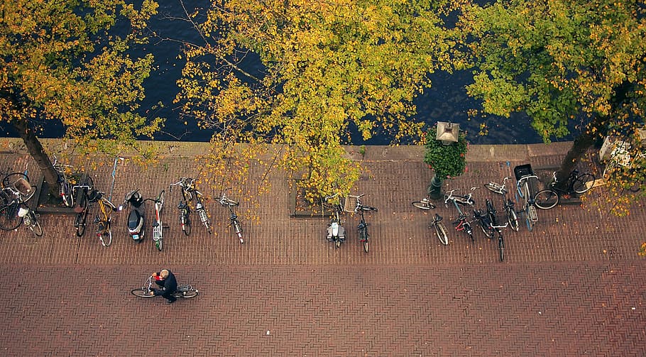 bikes, bicycles, guy, man, people, cyclist, trees, leaves, fall HD wallpaper