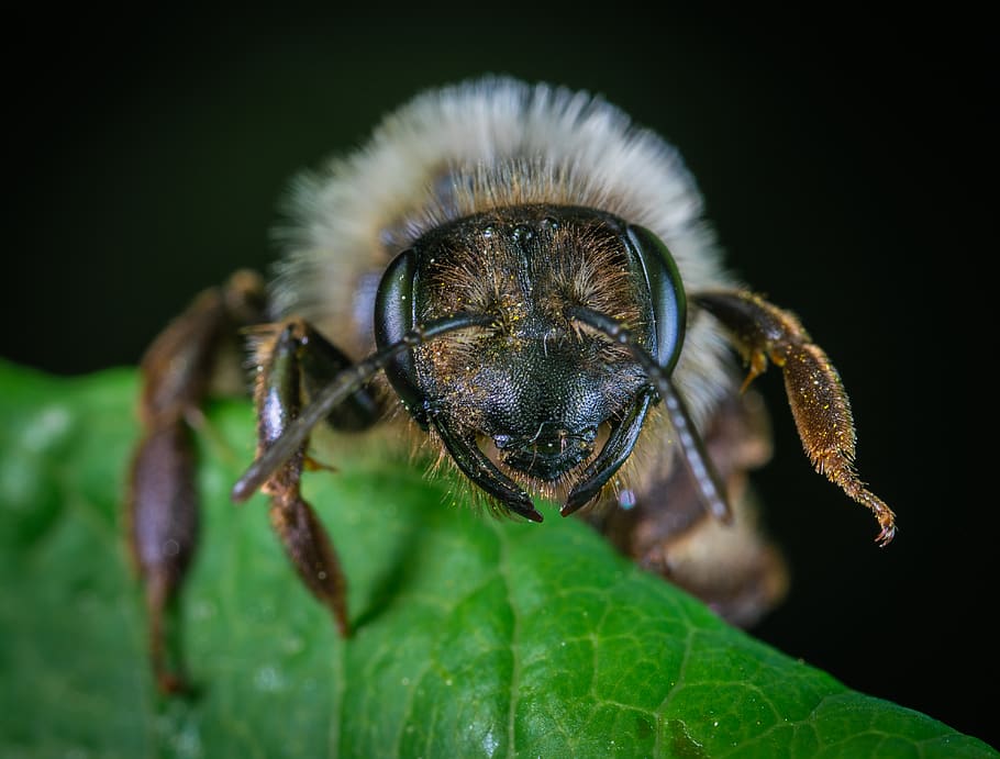 Macro Photography Of Insect Perched On Leaf, beetle, bug, close-up HD wallpaper