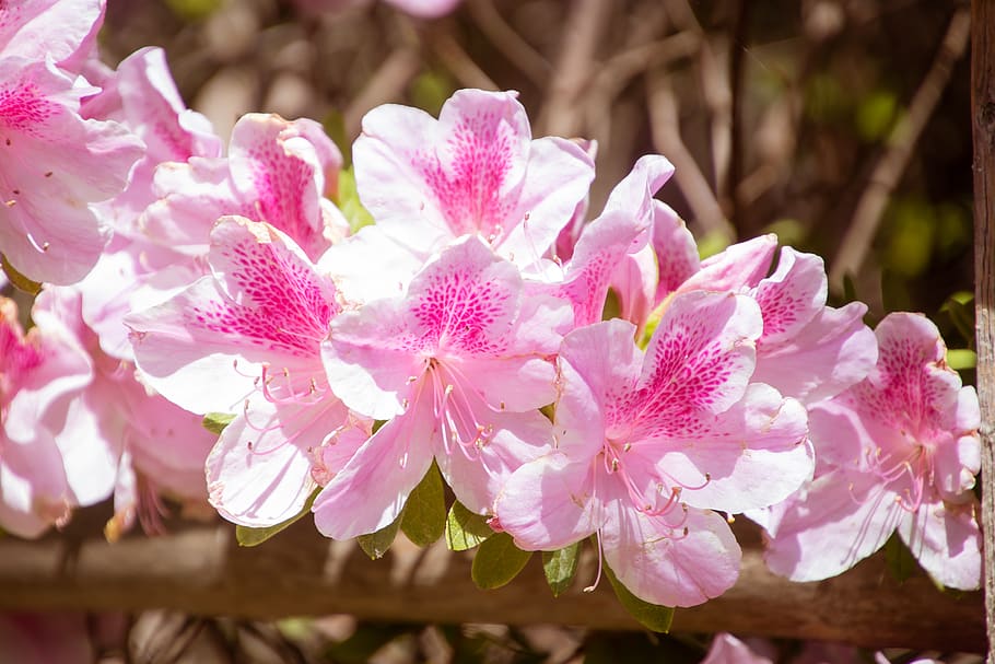 pink, flower, bright, background, beautiful, spring, summer HD wallpaper