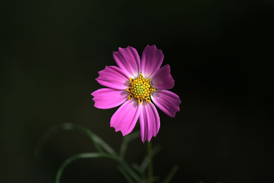 cosmos, autumn, flowers, plants, nature, tabitha, beautiful, HD wallpaper