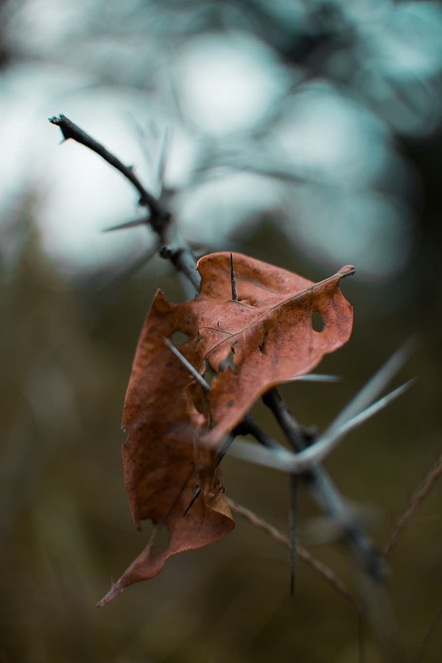 dry leaf, plant, animal, invertebrate, insect, tree, veins, maple leaf HD wallpaper