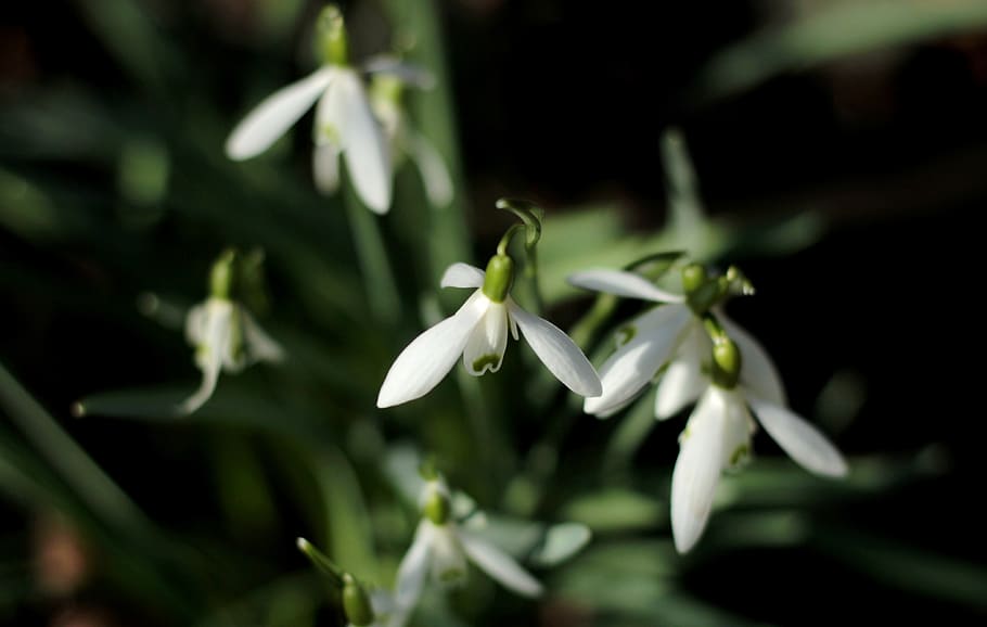 snowdrops, white, spring, flower, spring flower, garden, plant HD wallpaper