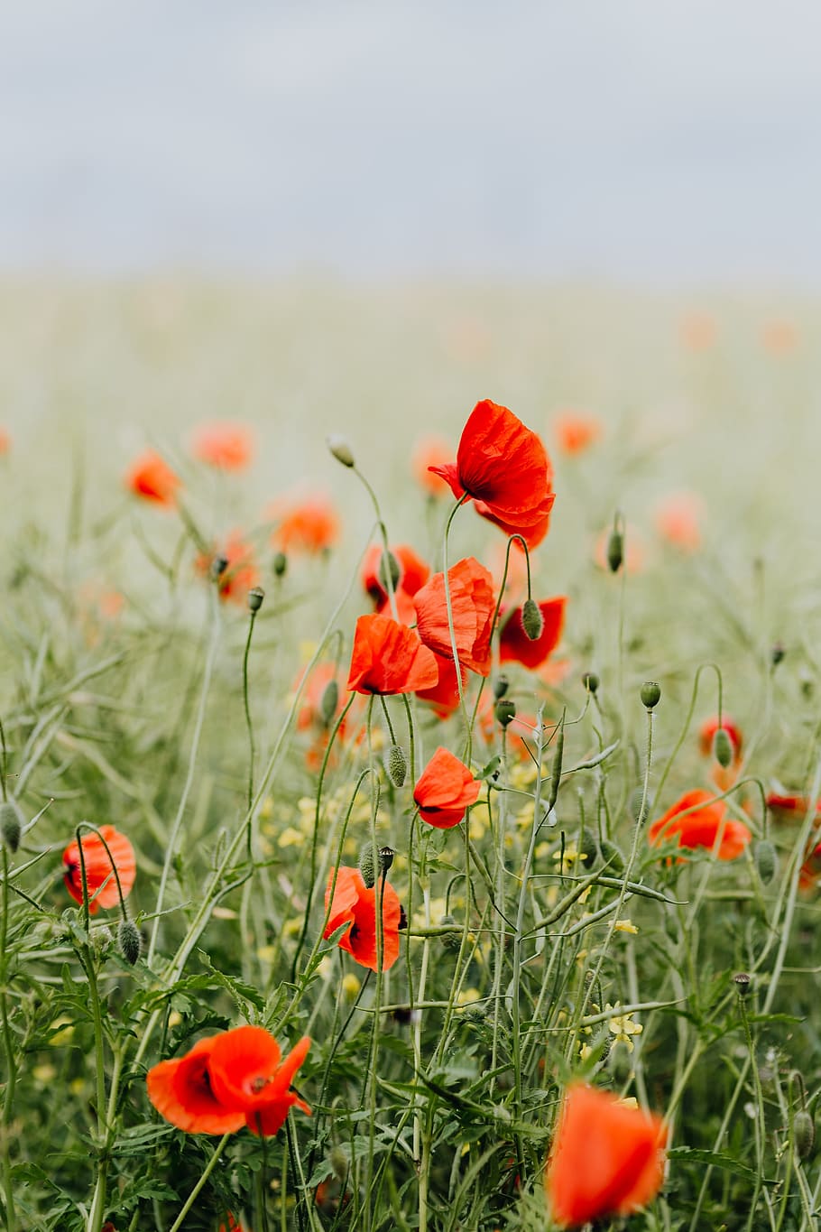 A field of Red Poppies, summer, flowers, green, nature, bloom, HD wallpaper