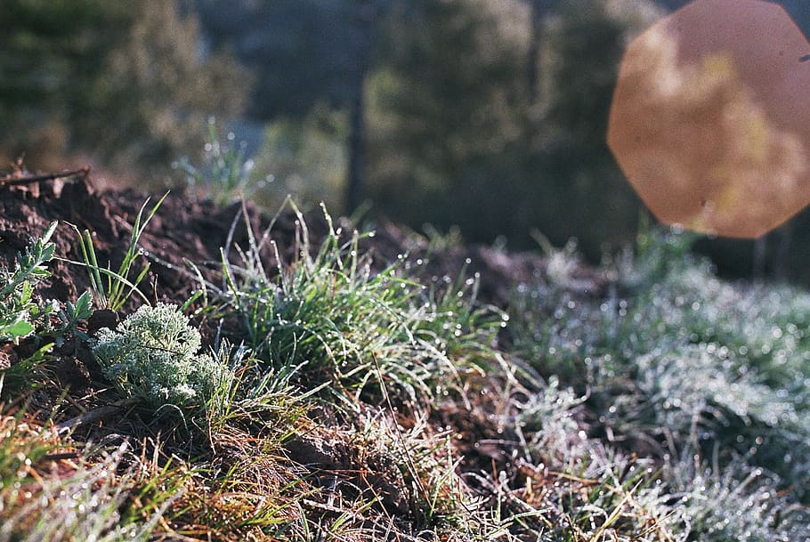 spain, berga, nature, grass, morning, plant, growth, day, selective focus HD wallpaper