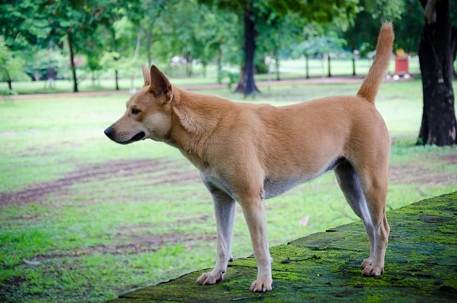 Local Thai Brown Dog, animal, happy, pet, cute, puppy, vector, HD wallpaper