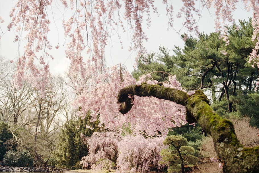 mossy tree branch, plant, flower, blossom, outdoors, cherry blossom HD wallpaper