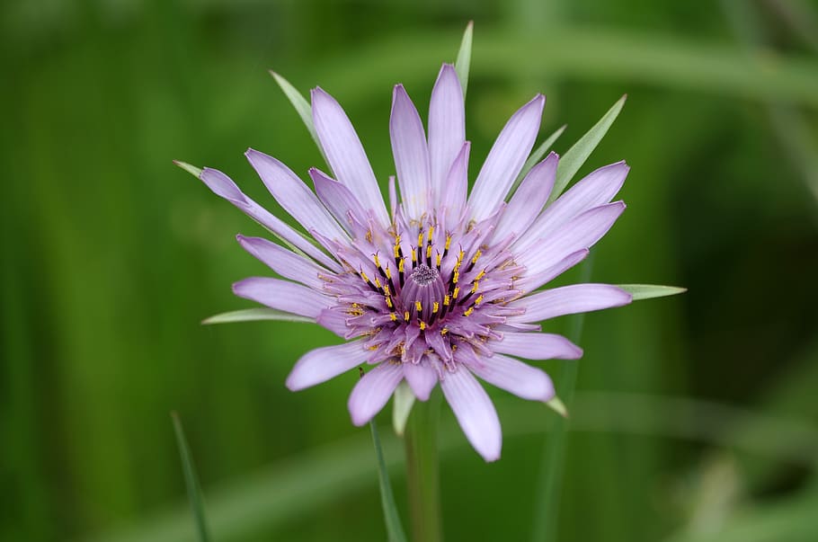purple, flower, plant, salsify, nature, lavender, violet, spring HD wallpaper