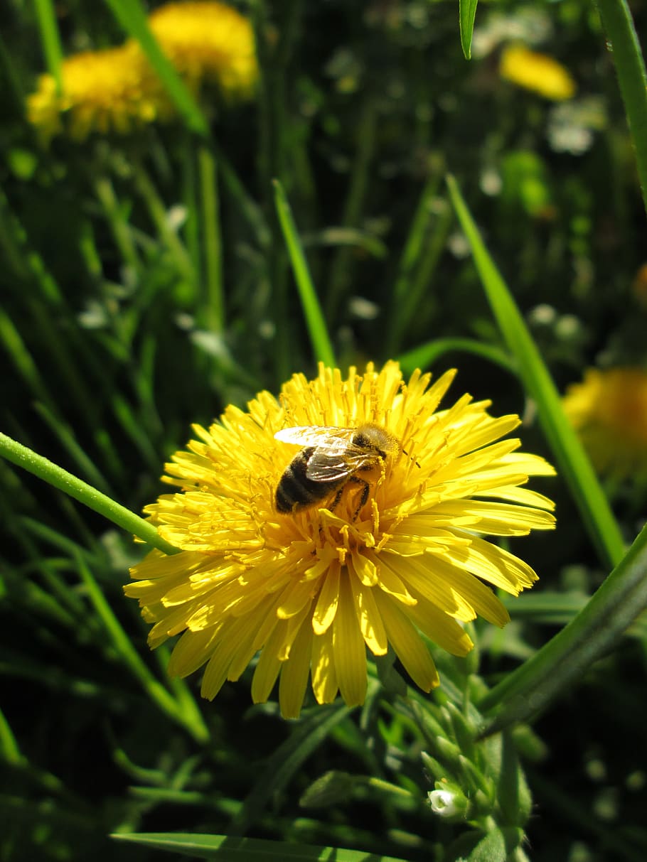 bee, dandelion, yellow, nature, flower, spring, pollen, blossom HD wallpaper
