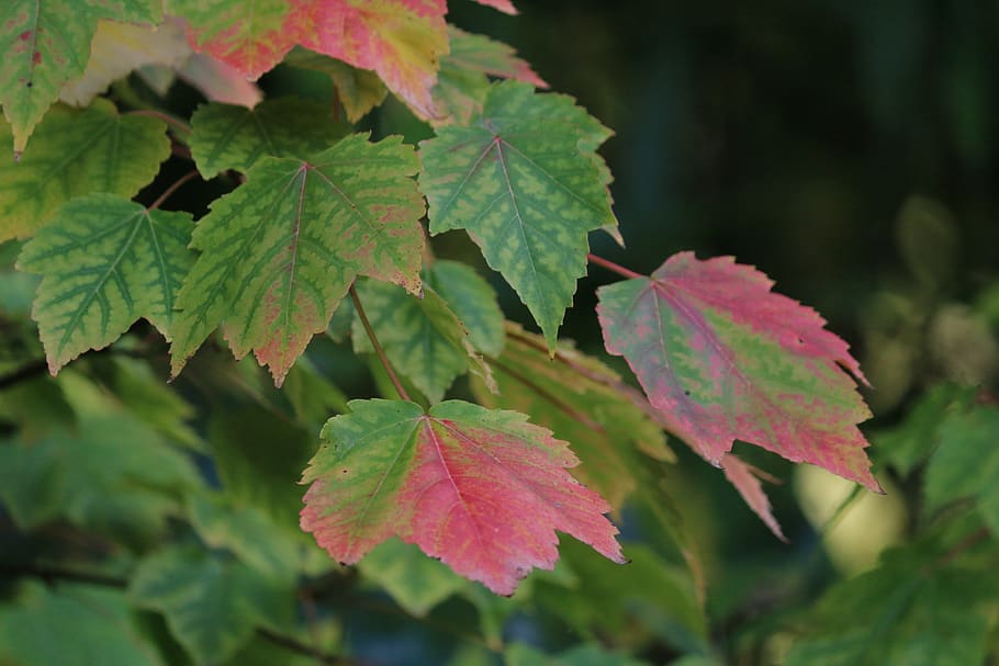 maple, fall, colors, leaves, nature, season, red, tree, plant part HD wallpaper