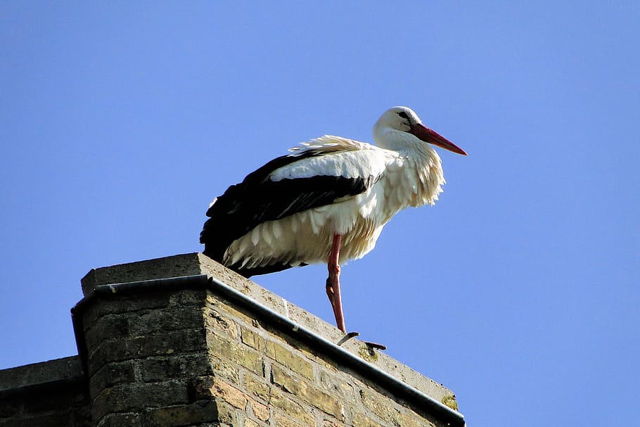 stork, animal, bird, plumage, feather, nest, wing, nature, beak, HD wallpaper