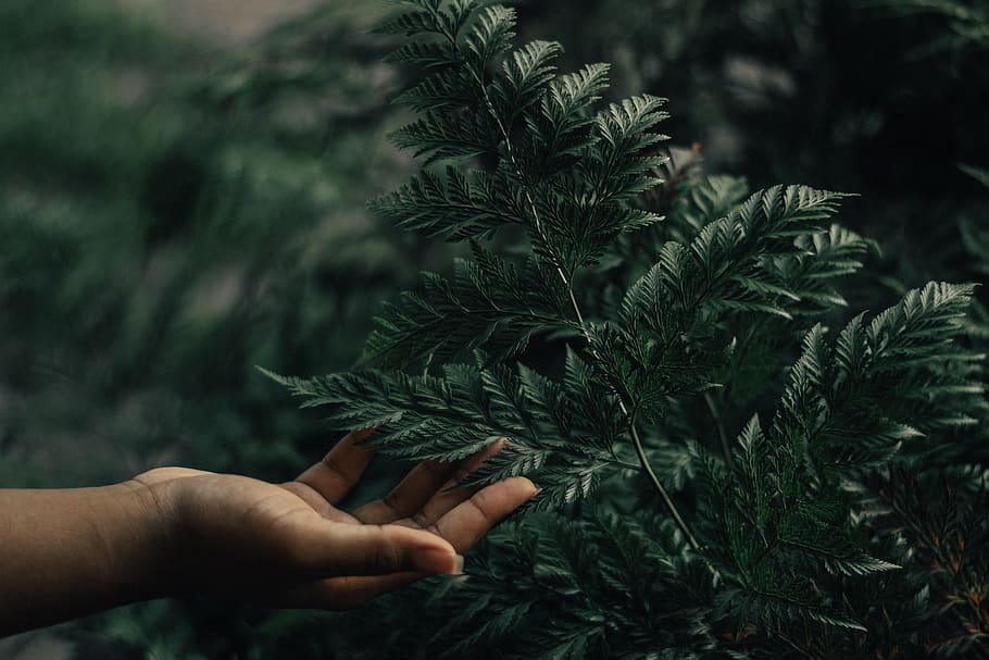 Person Holding Green-leafed Plant, blurred background, botanical HD wallpaper