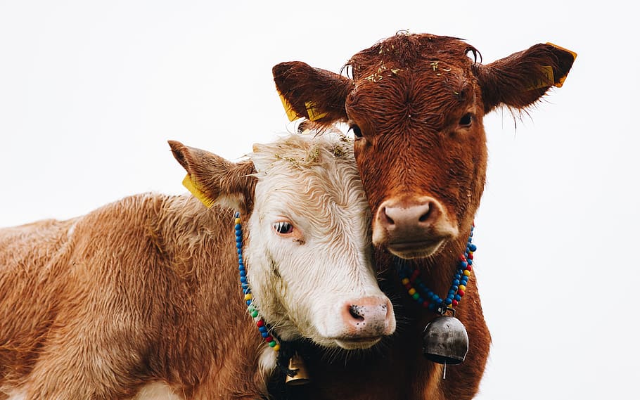 two brown cattles, livestock, mammal, animal themes, domestic animals HD wallpaper