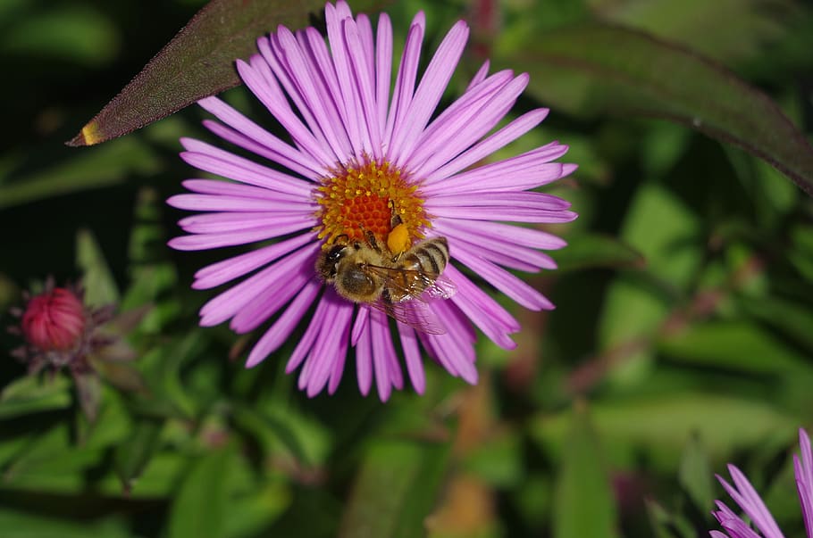 flower, bee, aster, autumn, summer, close up, garden, honey bee HD wallpaper