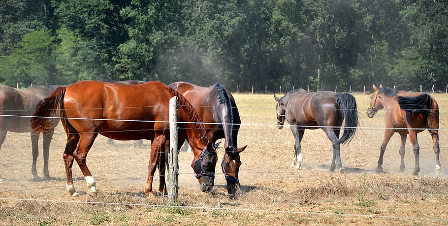 animals, horses, pasture, coupling, paddock, graze, landscape HD wallpaper