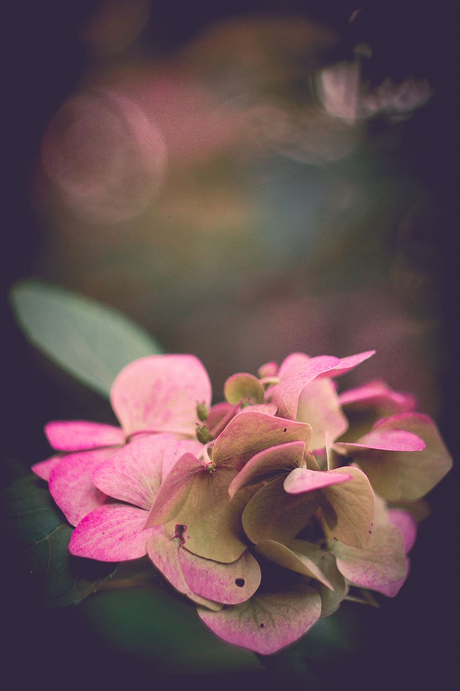 pink petaled flower, flowering plant, freshness, beauty in nature HD wallpaper