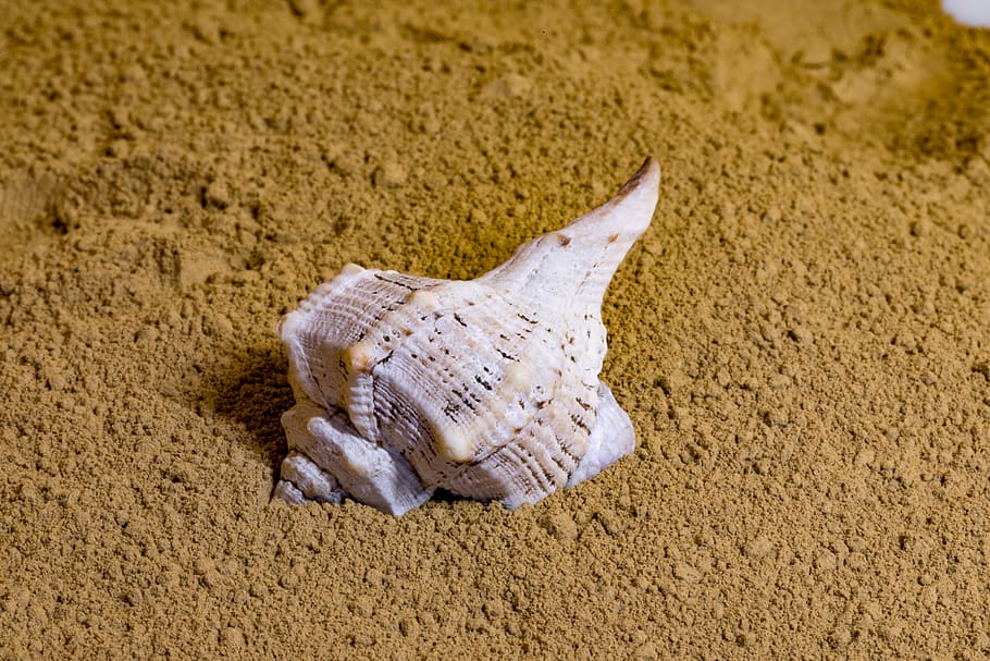 shell, sand, beach, vacations, summer, coast, animal, land HD wallpaper