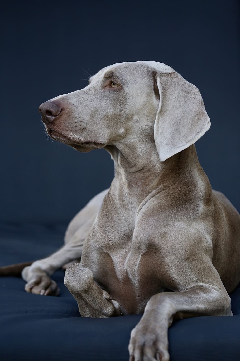 gray Great Dane looking side, dog, canine, animal, mammal, pet HD wallpaper