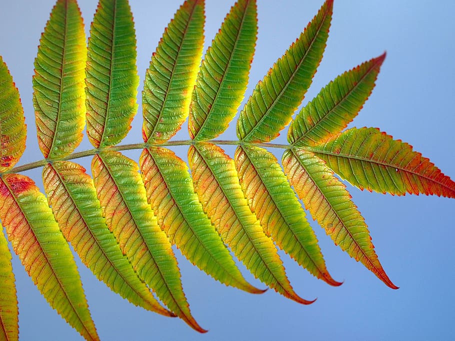 leaf, nature, flora, desktop, tropical, plant part, green color HD wallpaper