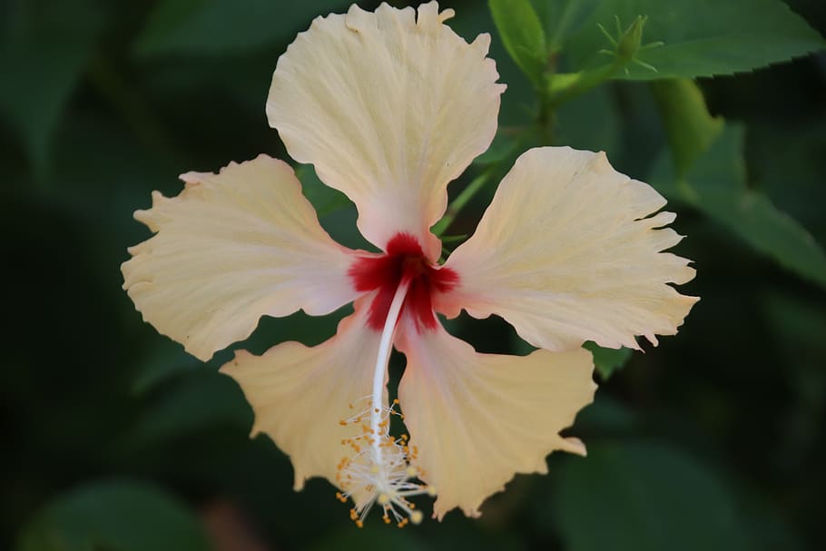 hibiscus, blossom, bloom, white, flower, plant, close up, flowering plant HD wallpaper